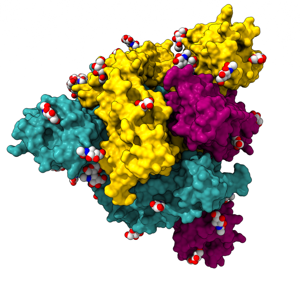 Changing The Shape Of The “Molecular Key” That COVID-19 Uses to Enter ...