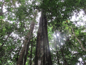 Guyana Pt. 1: Unspoiled Rainforest – The Chicago Council on Science and ...